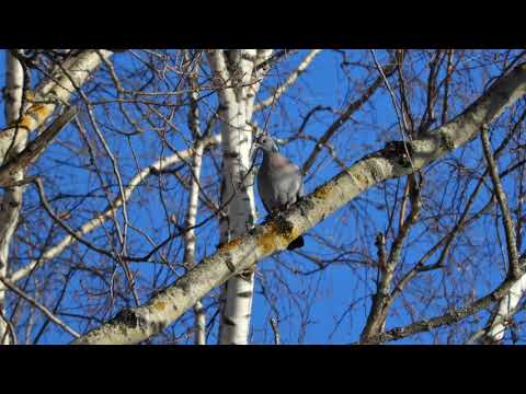 Stock Dove song duet