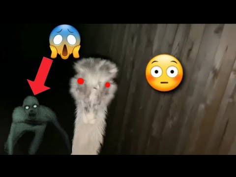 Kevin Performs A Surprise Attack (Jump Scare Warning ⚠️😳)