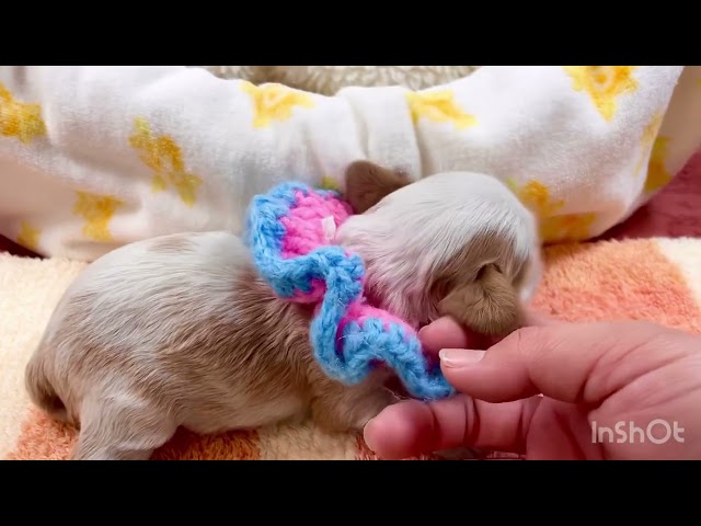 (子犬) 犬種：キング・チャールズ・スパニエル 女の子 ブリーダー (株)ドッグファーム比企 k3253の画像