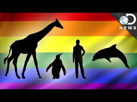 動物中的同性戀到底有多常見？(How Common Are Gay Animals?)