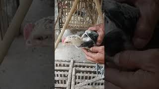 Download lagu Memilih anak ayam Pelung jantan dan betina (perbedaan anakan ayam pelung jantan dan betina) mp3