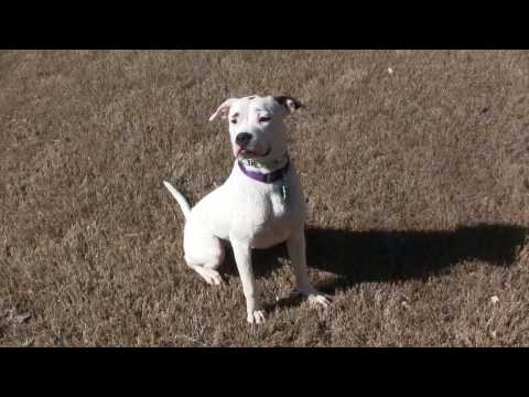 ZEE ZEE, an adoptable Boxer & American Bulldog Mix in Alpharetta, GA_image-1