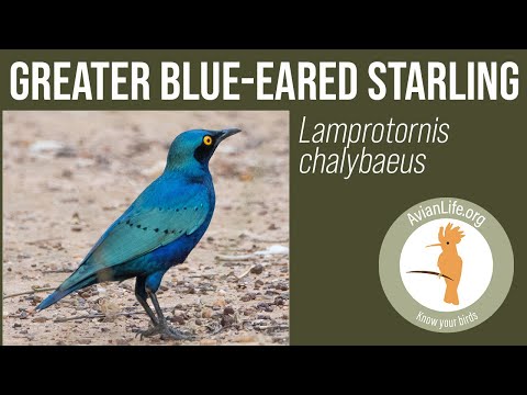 Liskavec modrouchý (Lamprotornis chalybaeus) — video o speve a chove