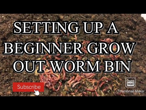 How to set up a beginner red wiggler grow out bin.