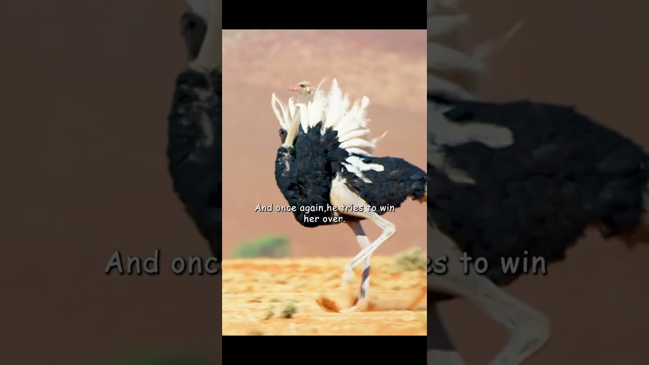 How should one go about courting these very picky ostrich ladies?