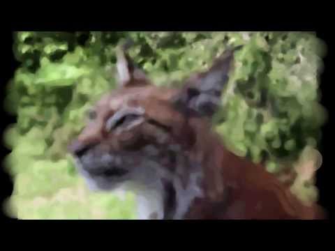 Artisan Painting LiveWallpaper