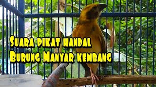 Download lagu suara pikat burung Manyar kembang pemikat Manyar d... mp3