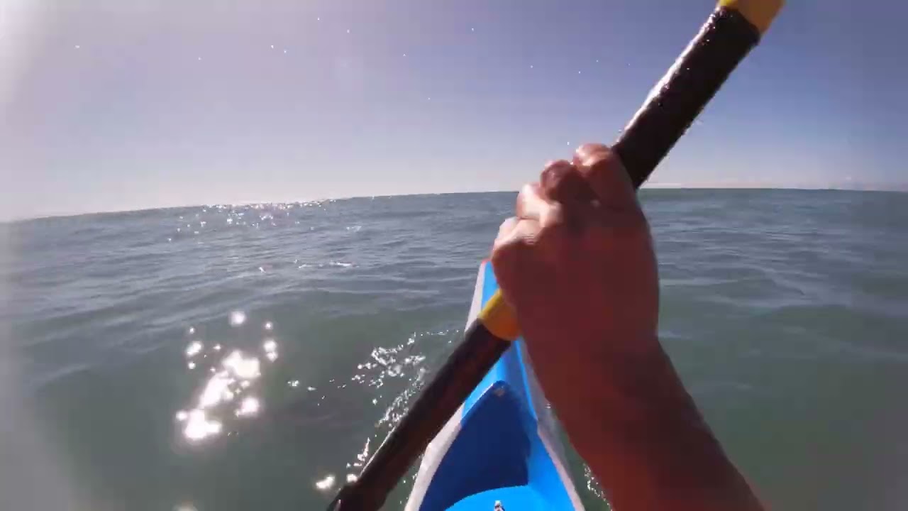 Bottlenose dolphin punching through wave