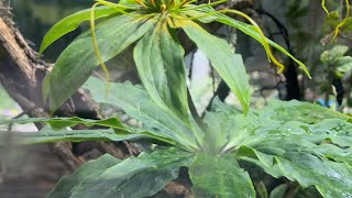 2025 7 07 +90台北植物園