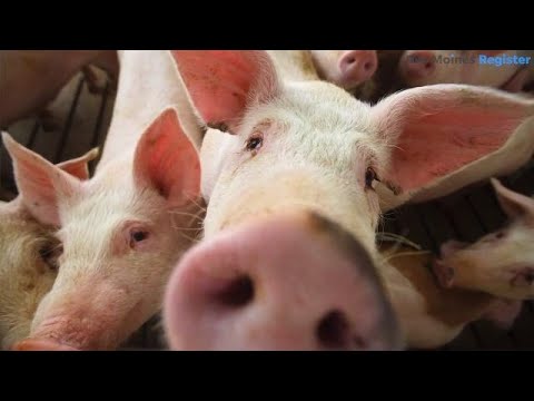 Iowa farmer: We should not put a limit on CAFOs