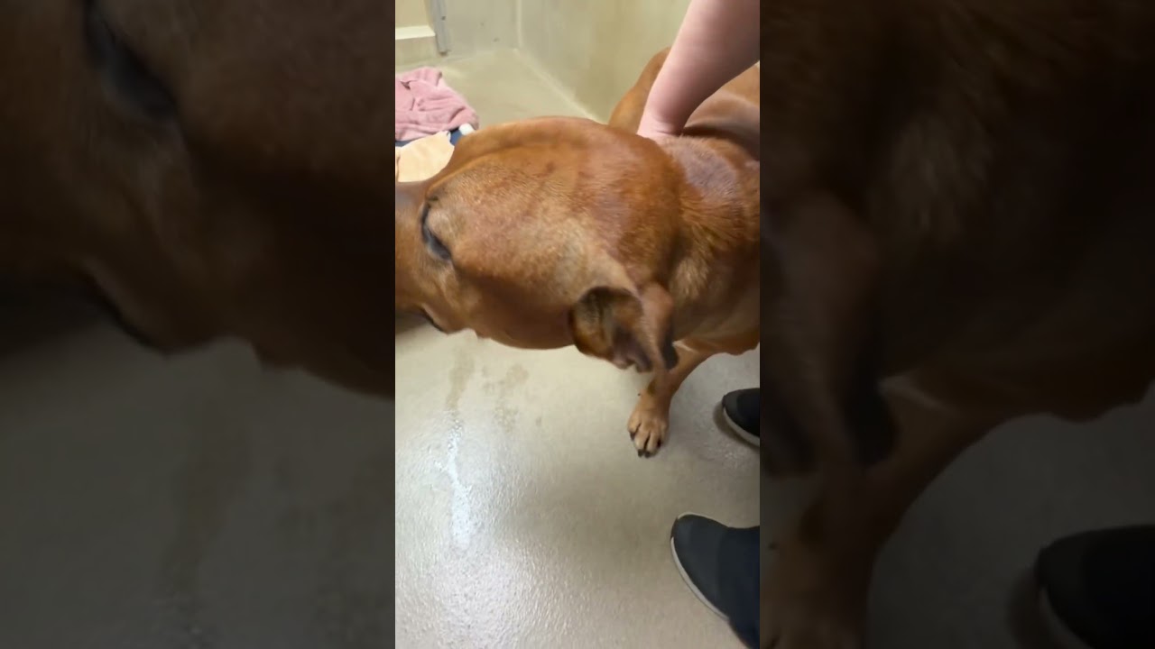 Kali- #51202, a ADOPTABLE mixed breed in Columbia, MD video 6/6