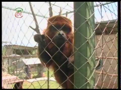 UPFTV Reportagem - Primaves