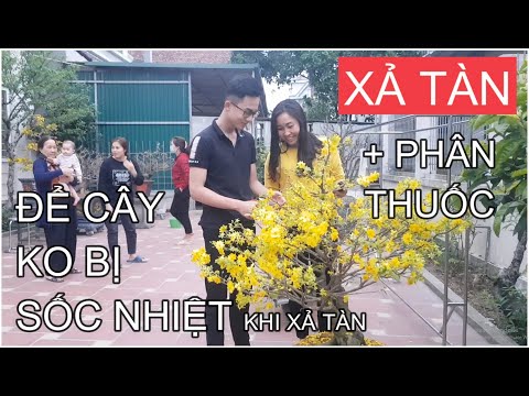 🔴 QBS2118 - Xả tàn mai vàng sau tết cần lưu ý, chăm sóc mai vàng sau khi xả tàn || Bonsai and Tree