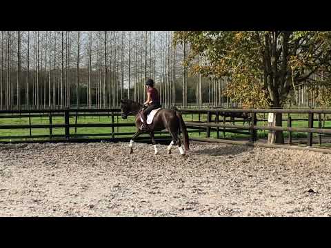 Livaldon x Desperados - 2019 mare (3 weeks under saddle)