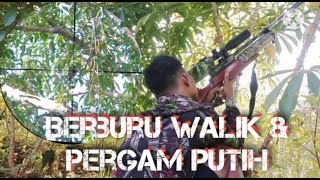 Berburu Punai/Walik & Pergam Putih (Punting)