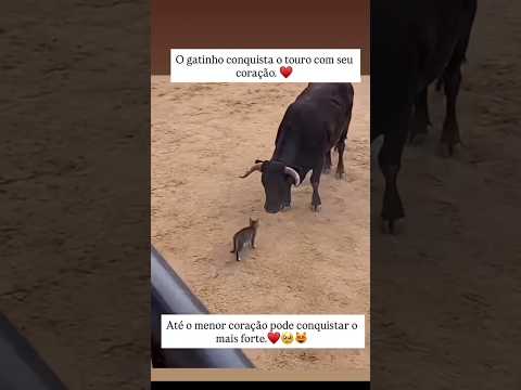 Gatinho amansa touro: a amizade inusitada que emociona