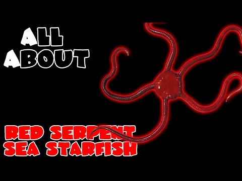 All about The Red Serpent Sea Starfish