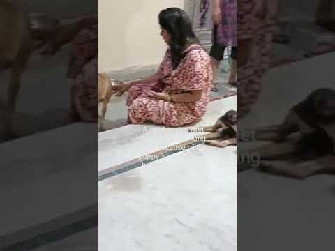 pet Love #madhubhargava