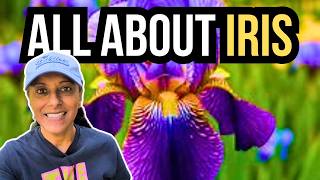 10 Things You Need To Know About Iris 🔟🪻