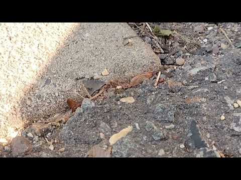 Multiple Ants Trails Found in the Mulch in Metuchen, NJ