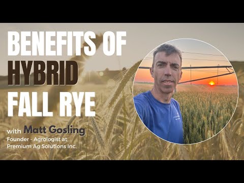 Why KWS Hybrid Fall Rye is Matt Gosling’s Favourite Crop | Product Spotlight