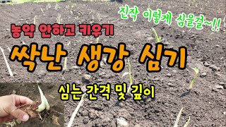 생강싹을 틔워 생강을 심었고 싹을 틔워 풀뽑고 약주는 수고를 덜었습니다  생강심는방법 생강싹틔우는법