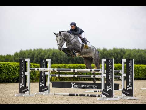 half brother Casablanca Z (v. Cornet Obolensky) - 1.45 level