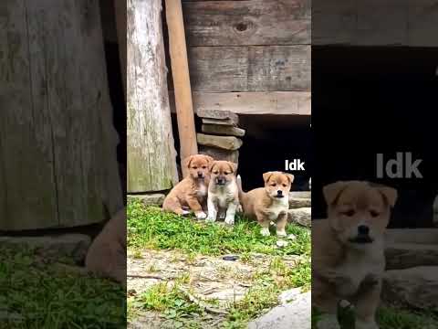 Little puppies 🐶 #cute #puppy #dogs #woof #viral #fyp #idk #idkool #fyp