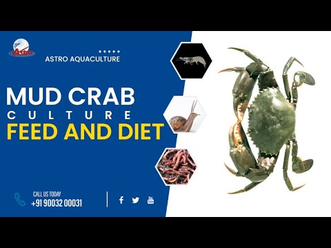 , title : 'Mud Crab Culture Feed and Diet'