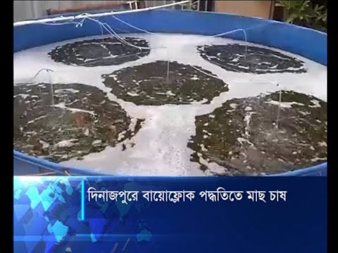 দিনাজপুরে বায়োফ্লোক পদ্ধতিতে মাছ চাষ