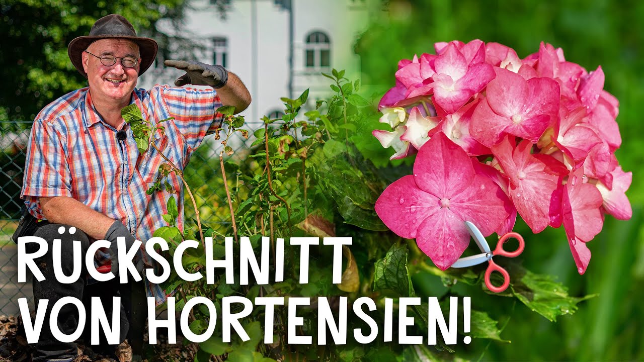 Rückschnitte Video 1