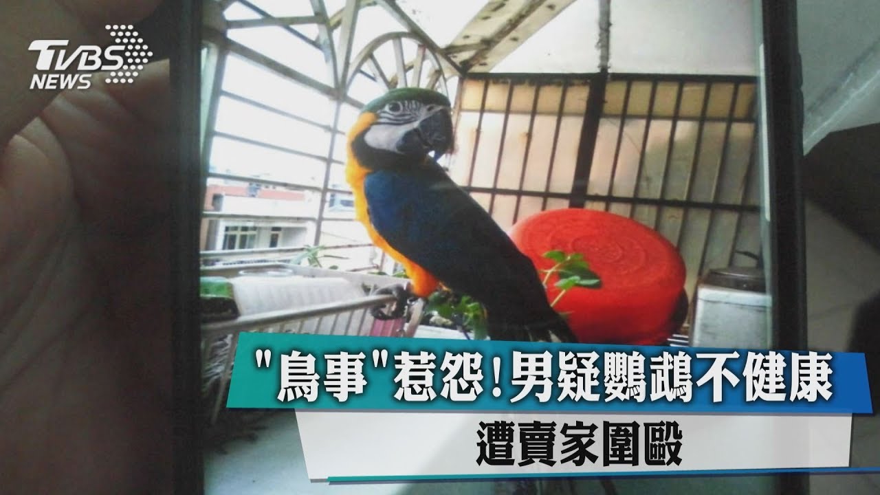 太「鳥」了吧！男疑鸚鵡不健康　遭賣家圍毆