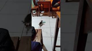 Download lagu KUCING VS EVERYBODY mp3