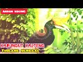 Karungut Kalteng Tingang Nunggal