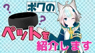 【性別不明のボクっ娘始動】かわいいペットがやってきました【ゾンビっ娘Vtuber】