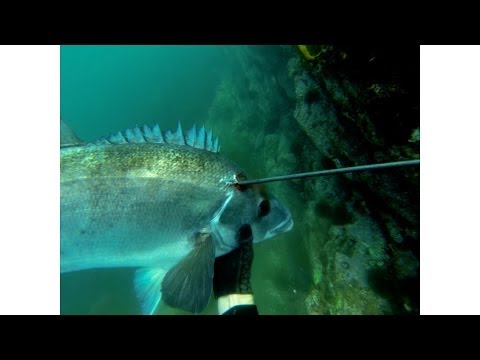 WildFox Spearfishing || Big Blue Moki - Coromandel