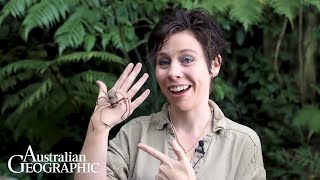 Is This Huntsman Spider Really As Big As A Dog