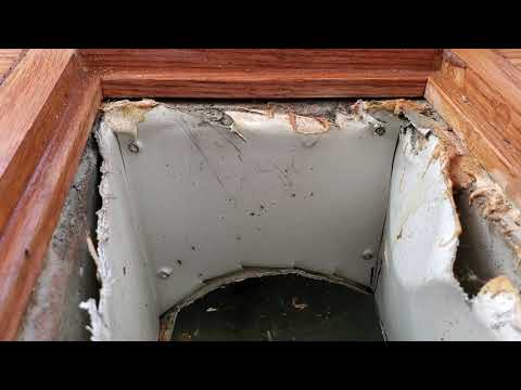 Ants Emerging from Below in Oakhurst, NJ