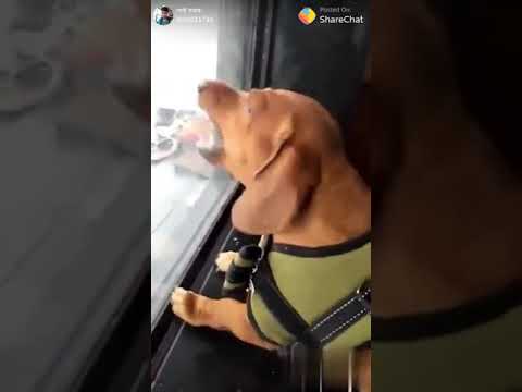 Subhendugain fun video