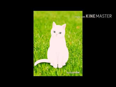 Kit Cat Talks- Cute Boy