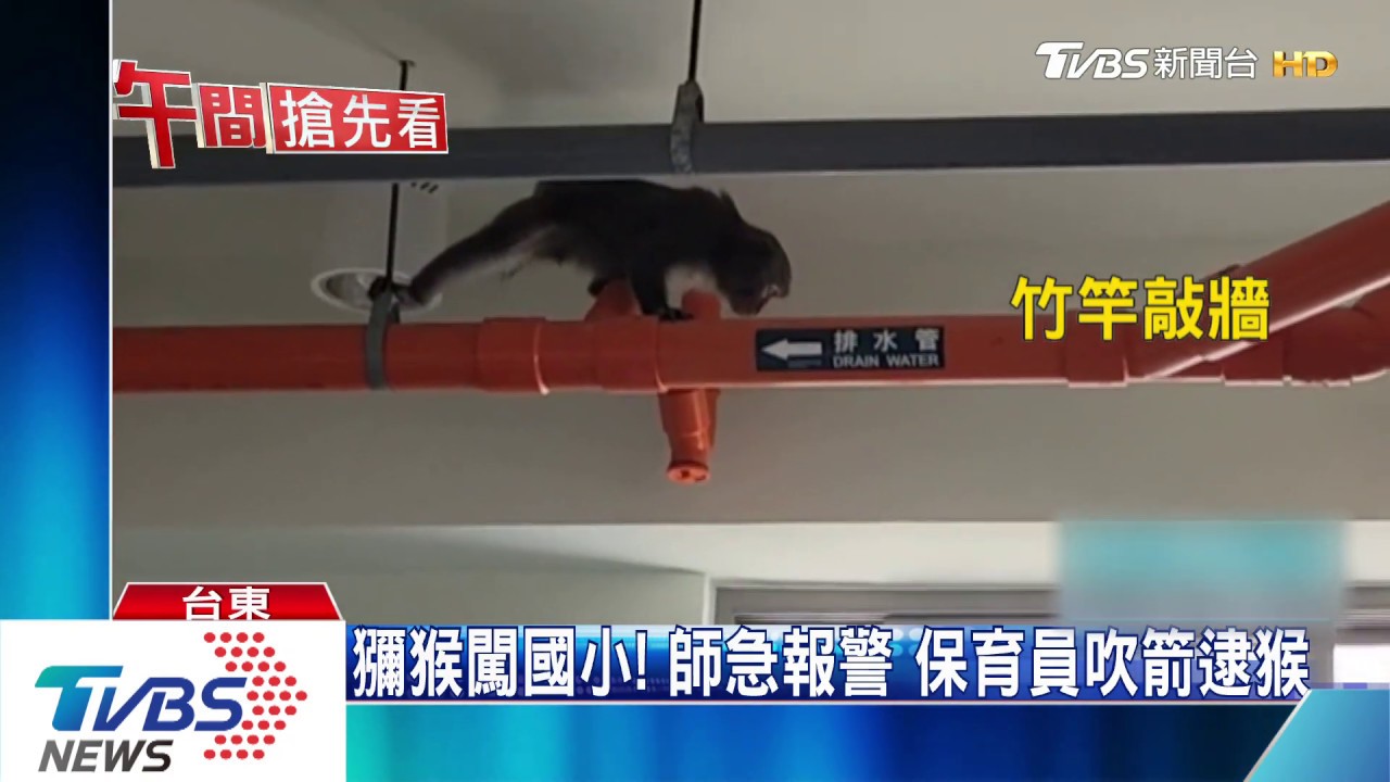 獼猴闖國小!師急報警 保育員吹箭逮猴