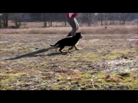 ღ HEMISH Primo mio Grande