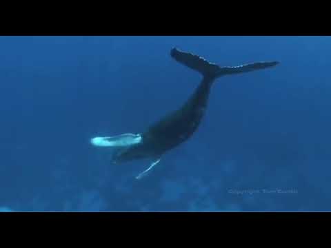 Schnorcheln mit Buckelwalen (Humpback Whales), Silver Banks,Dominikanische Republik