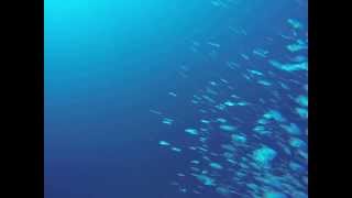preview picture of video 'Molokai Hammerhead Dive - Fish Rain - 11/12/13'