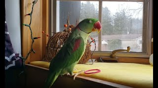 Parrot Scared of Delivery Man