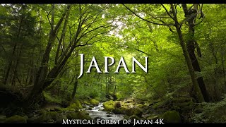 Shojinzawa Spring Water 4K - Mystical Forest with Fresh Green and Clear Streams / 尚仁沢湧水 新緑と清流 癒しの映像