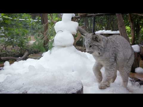 Lynx & Leopard Snow Days