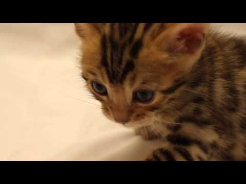 Junior Bengal kitten one month old