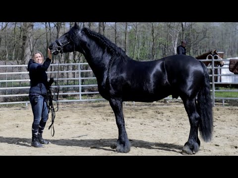 Friesenhengst hat Angst vor anderen Pferden die beim reiten entgegen kommen - Check soll helfen