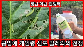 서리태 콩밭 난장판 입니다 벌레와의 전쟁중 서리태배배방법,서리태병충해,살충제